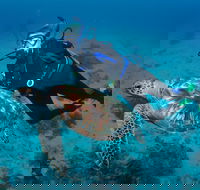 Second Reef Dive Site - Accommodation in Surfers Paradise