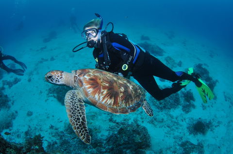 Second Reef Dive Site - Accommodation in Surfers Paradise 0