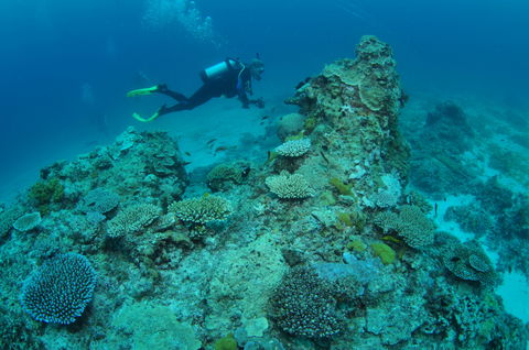 Second Reef Dive Site - Accommodation in Surfers Paradise 1