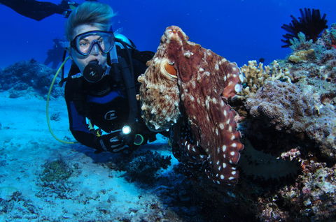 Second Reef Dive Site - Accommodation in Surfers Paradise 2