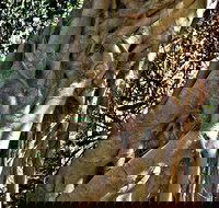 Bundagaree Rainforest Walk - Accommodation in Surfers Paradise