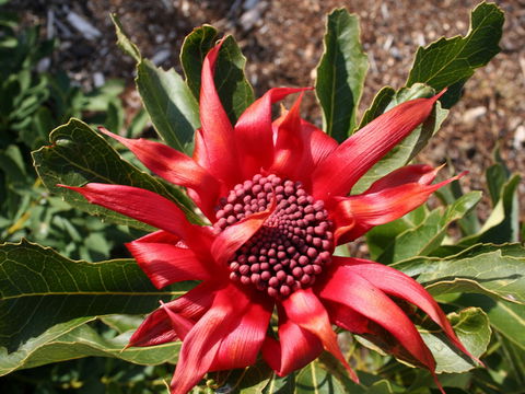 Inverawe Native Gardens - Accommodation in Surfers Paradise 0