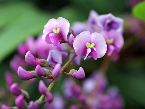 Inverawe Native Gardens - Accommodation in Surfers Paradise 2