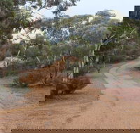 Karlkurla Bushland Park - Accommodation in Surfers Paradise