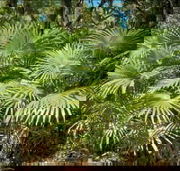 Mungo Rainforest Walk - Accommodation in Surfers Paradise