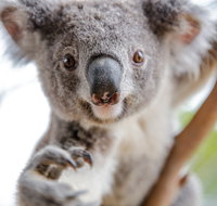 Wild Life Sydney Zoo - Accommodation in Surfers Paradise