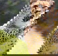 Billabong Zoo Koala and Wildlife Park - Accommodation in Surfers Paradise