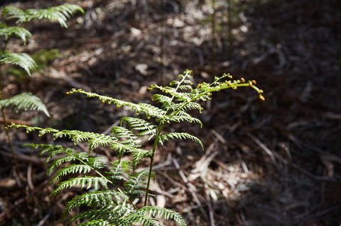 Langwarrin Flora And Fauna Reserve Walking Trails - Accommodation in Surfers Paradise 0