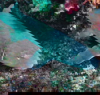 Middle Reef Dive Site - Accommodation in Surfers Paradise