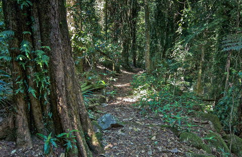 Pholis Gap Walking Track - Accommodation in Surfers Paradise 0
