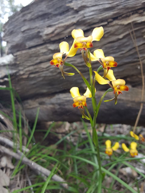 Dawn Atwell Nature Reserve - Accommodation in Surfers Paradise 0