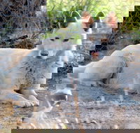 Durong Dingo Sanctuary - Accommodation in Surfers Paradise