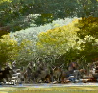 Lone Pine Koala Sanctuary - Accommodation in Surfers Paradise