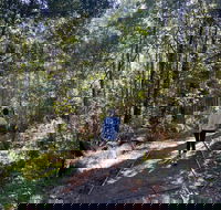 Lyrebird Circuit Walk - Accommodation in Surfers Paradise