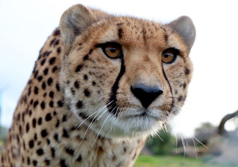 Tasmania Zoo - Accommodation in Surfers Paradise 0