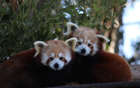 Tasmania Zoo - Accommodation in Surfers Paradise 1