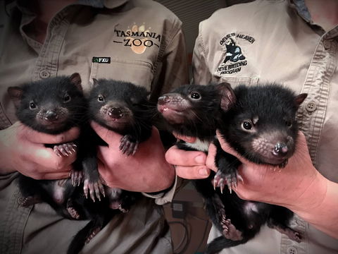 Tasmania Zoo - Accommodation in Surfers Paradise 2