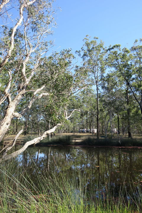 Wongi State Forest - Accommodation in Surfers Paradise 0