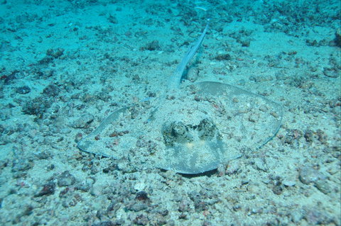 Cobia Hole Dive Site - Accommodation in Surfers Paradise 2
