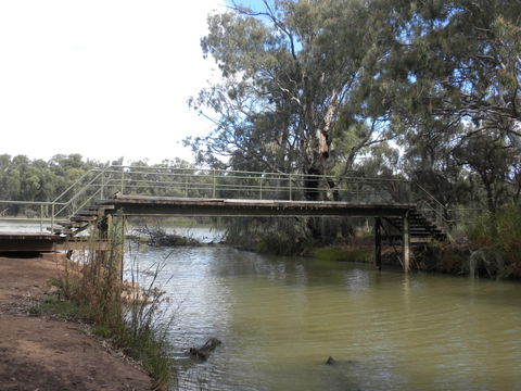 Junction Island Nature Reserve, Canoe Tree And Walking Track - Accommodation in Surfers Paradise 0