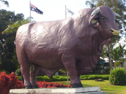 Rockhampton Bull Statues - Accommodation in Surfers Paradise 1