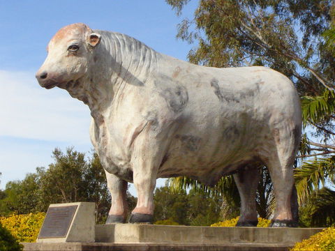 Rockhampton Bull Statues - Accommodation in Surfers Paradise 2