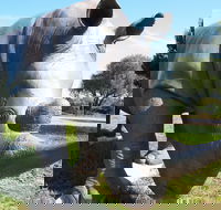 Tailem Bend Rhino Park and Dickson Reserve - Accommodation in Surfers Paradise