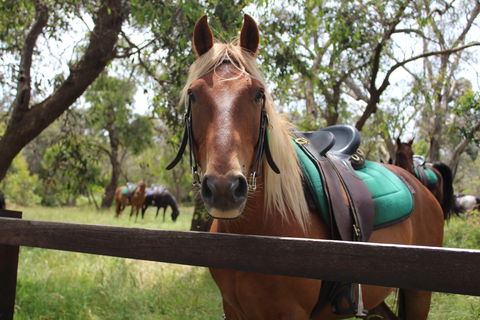 The Ranch - Accommodation in Surfers Paradise 2