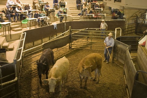 Wagga Wagga Livestock Marketing Centre - Accommodation in Surfers Paradise 0