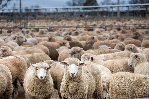 Wagga Wagga Livestock Marketing Centre - Accommodation in Surfers Paradise 1