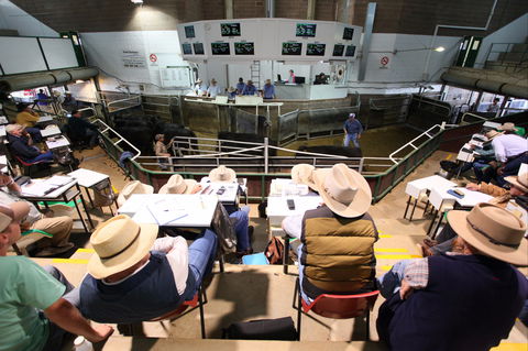 Wagga Wagga Livestock Marketing Centre - Accommodation in Surfers Paradise 2