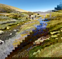 Australian Alps Walking Track - Accommodation in Surfers Paradise