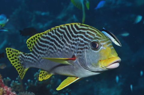 Beaver Reef Dive Site - Accommodation in Surfers Paradise 0