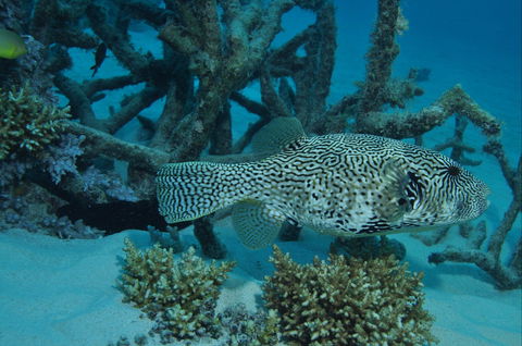 Beaver Reef Dive Site - Accommodation in Surfers Paradise 1