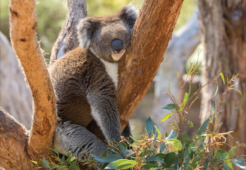 Cleland Wildlife Park - Accommodation in Surfers Paradise 0