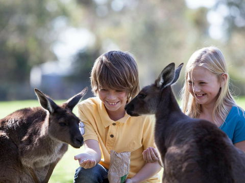 Cleland Wildlife Park - Accommodation in Surfers Paradise 1