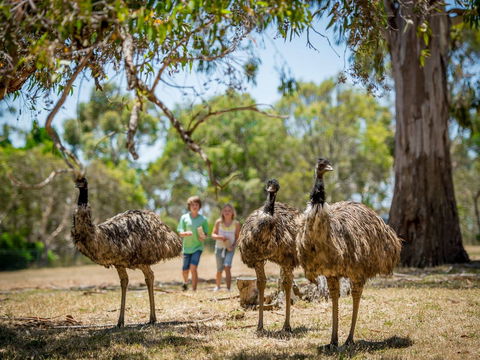 Cleland Wildlife Park - Accommodation in Surfers Paradise 2