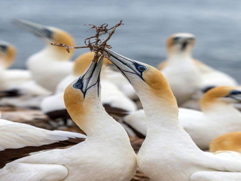 Gannets In Portland - Accommodation in Surfers Paradise 0
