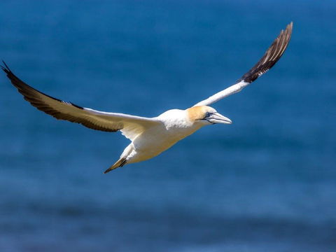 Gannets In Portland - Accommodation in Surfers Paradise 1