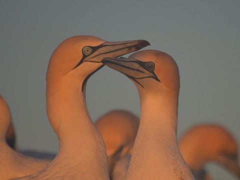 Gannets In Portland - Accommodation in Surfers Paradise 2