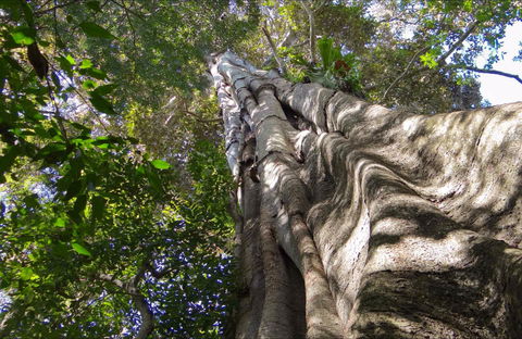 Moore Park Nature Reserve - Accommodation in Surfers Paradise 0