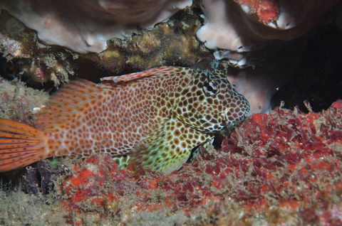 Nine Mile Reef Dive Site - Accommodation in Surfers Paradise 0