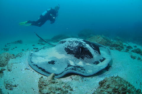 Nine Mile Reef Dive Site - Accommodation in Surfers Paradise 1