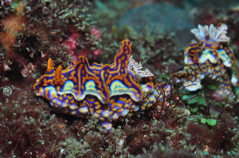 Nine Mile Reef Dive Site - Accommodation in Surfers Paradise 2