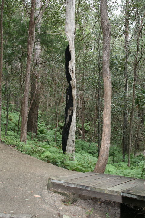 Springwood Conservation Park - Accommodation in Surfers Paradise 1