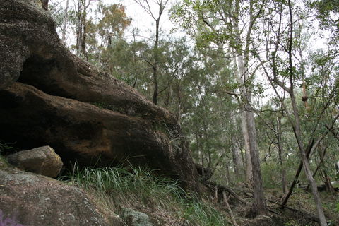 Springwood Conservation Park - Accommodation in Surfers Paradise 2