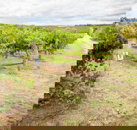 Grove Estate Wines - Accommodation in Surfers Paradise