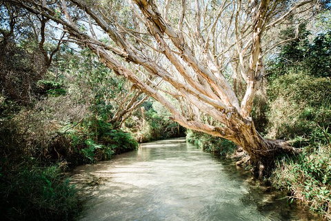 All-Inclusive Fraser Island Day Tour - Accommodation in Surfers Paradise 5