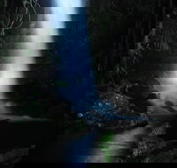 Mt Tamborine National Park 4WD Nocturnal Rainforest and Glow Worm Tour - Accommodation in Surfers Paradise