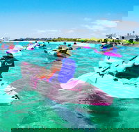 Half Day Dolphin Kayaking and Snorkeling Tour - Accommodation in Surfers Paradise